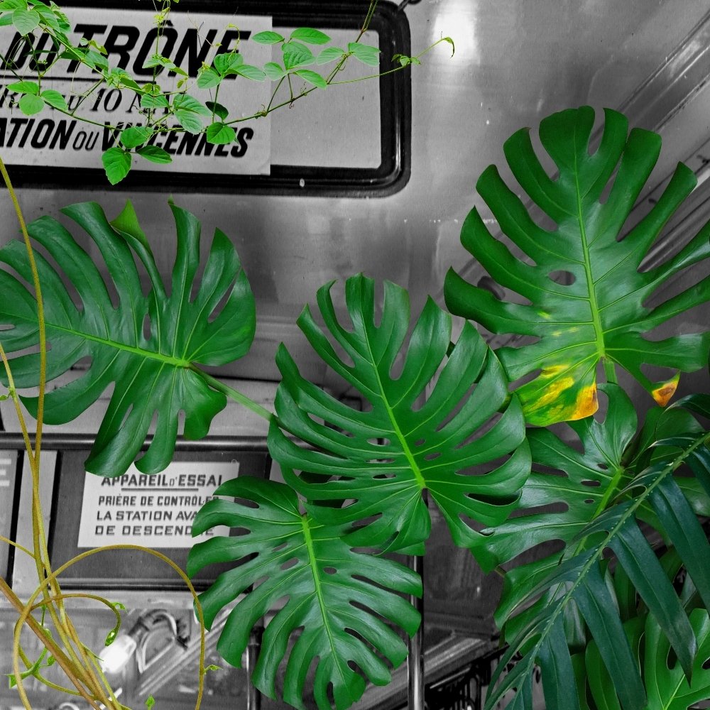 RATP-CROP1.jpg